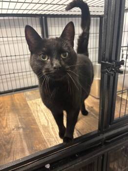 Midnight -  Domestic Short Hair Cat Available for Adoption in Algona, Iowa - Midnight | PetCurious