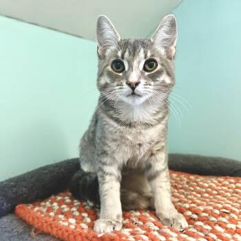 Rome -  Domestic Short Hair Cat for Adoption in Guelph, Ontario - Rome | PetCurious