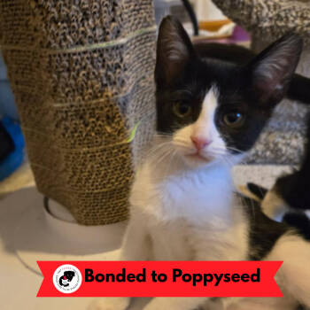 Rescue Domestic Short Hair Cats for Adoption in Skokie, Illinois - Purr Patch | PetCurious