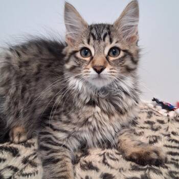 Cinnamon -  Domestic Long Hair Cat for Adoption in Belmont, New York - Cinnamon | PetCurious