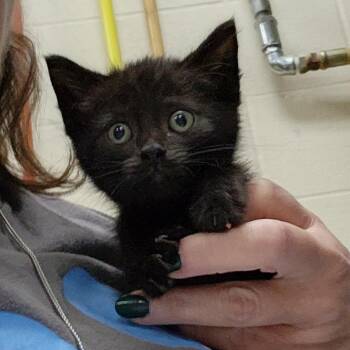 Spiral -  Domestic Short Hair Cat for Adoption in Walker, Michigan - Spiral | PetCurious