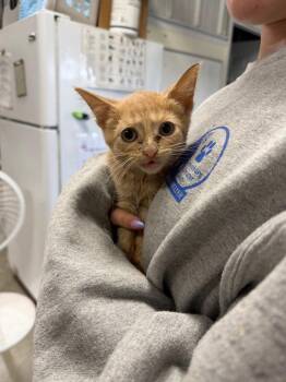Villa -  Domestic Short Hair Cat for Adoption in Greensburg, Indiana - Villa | PetCurious