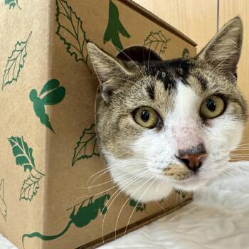 Sunrise -  Domestic Medium Hair Cat for Adoption in Brentwood, Missouri - Sunrise | PetCurious