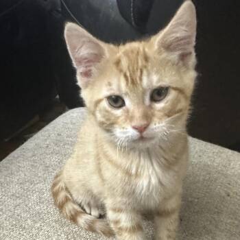 Evan -  Domestic Short Hair Cat for Adoption in Dekalb, Illinois - Evan | PetCurious