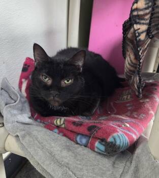 Domestic Short Hair Cats Available for Adoption - Nebula | PetCurious