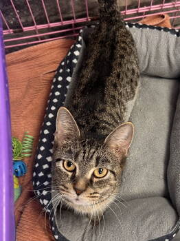 Rescue Tabby and Domestic Short Hair Cats for Adoption in Georgetown, Kentucky - Nancy | PetCurious