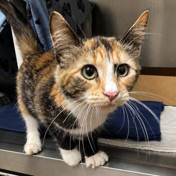 Brookie -  Domestic Medium Hair Cat for Adoption in Milan, Illinois - Brookie | PetCurious