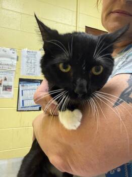 COSMO -  Domestic Short Hair Cat for Adoption in Crossville, Tennessee - COSMO | PetCurious