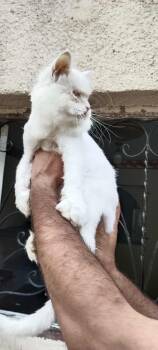 Rescue Persian and Domestic Long Hair Cats for Adoption in Nutley, New Jersey - Cairo (Egypt) | PetCurious