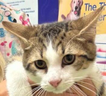 MUSHROOM -  Domestic Short Hair Cat for Adoption in Minesing, Ontario - MUSHROOM | PetCurious