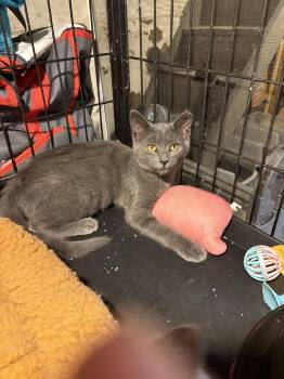 Cherry Bomb -  Domestic Short Hair and Russian Blue Cat for Adoption in Philadelphia, Pennsylvania - Cherry Bomb | PetCurious