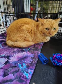 Rudolph -  American Shorthair Cat for Adoption in New York, New York - Rudolph | PetCurious