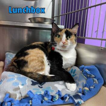 Lunchbox -  Domestic Short Hair Cat for Adoption in Oak Ridge, Tennessee - Lunchbox | PetCurious