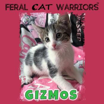 Domestic Short Hair Cats Available for Adoption in Kingman, Arizona - Gizmos | PetCurious