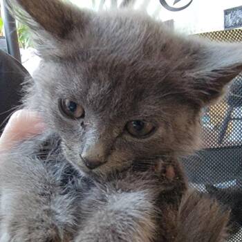 Chevy -  Domestic Short Hair Cat for Adoption in Buffalo, Wyoming - Chevy | PetCurious