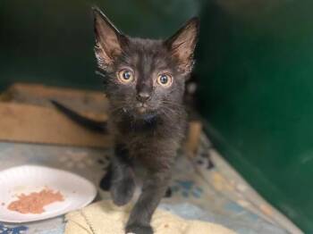 MOE -  Domestic Medium Hair Cat for Adoption in Fort Wayne, Indiana - MOE | PetCurious