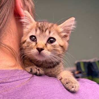 Clover -  Domestic Short Hair Cat for Adoption in Hendersonville, North Carolina - Clover | PetCurious