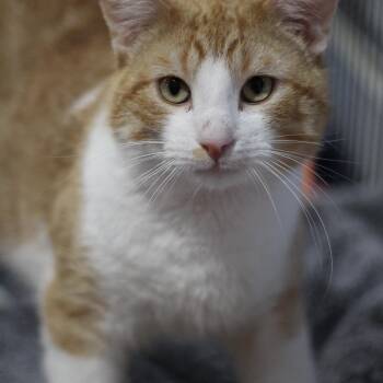 Domestic Short Hair Cats Available for Adoption - Heath | PetCurious