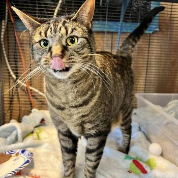 Domestic Short Hair Cats Available for Adoption - BJ | PetCurious