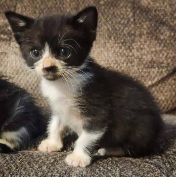 Joker -  Domestic Short Hair Cat for Adoption in Republic, Missouri - Joker | PetCurious