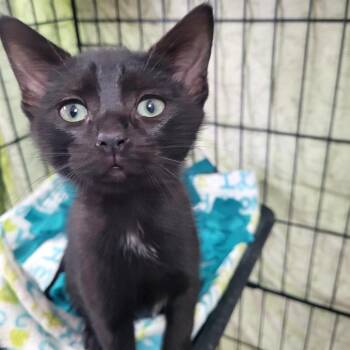 Domestic Short Hair Cats Available for Adoption in Belfair, Washington - Raven | PetCurious