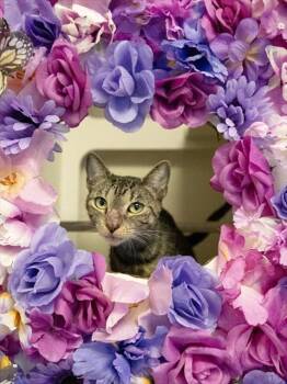 MOCHI -  Domestic Short Hair Cat for Adoption in Doral, Florida - MOCHI | PetCurious