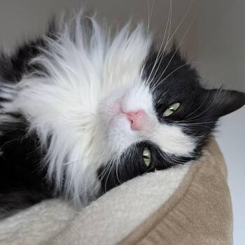 Domestic Long Hair Cats Available for Adoption - Calypso | PetCurious