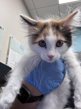 CINNAMOROLL -  Domestic Short Hair Cat for Adoption in Las Vegas, Nevada - CINNAMOROLL | PetCurious