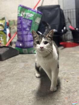 Rescue Tabby Cats for Adoption in Bayonne, New Jersey - Mac | PetCurious