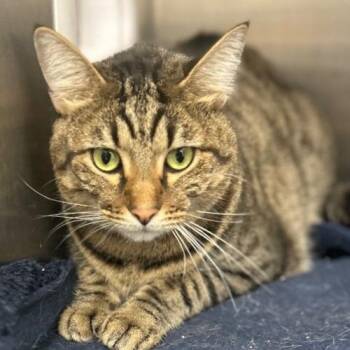 SANDY -  Domestic Short Hair Cat for Adoption in Methuen, Massachusetts - SANDY | PetCurious