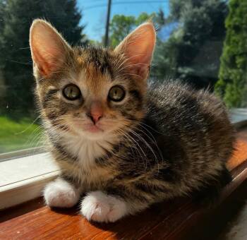 Domestic Short Hair Cats Available for Adoption in Pasco, Washington - Bridget | PetCurious