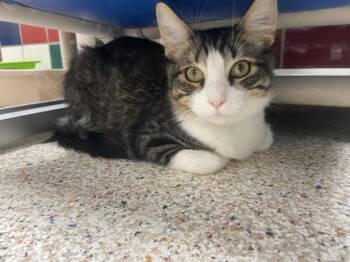 Rescue Domestic Short Hair Cats for Adoption in Houston, Texas - Sunday | PetCurious