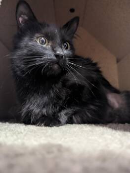 Rescue Domestic Short Hair Cats for Adoption in Courtenay, British Columbia - Winslow | PetCurious