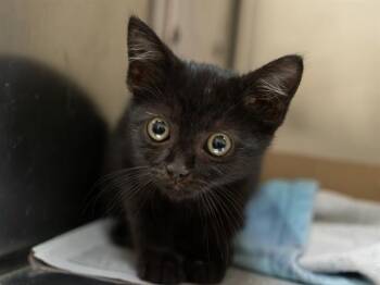 HAM -  Domestic Short Hair Cat for Adoption in Martinez, California - HAM | PetCurious