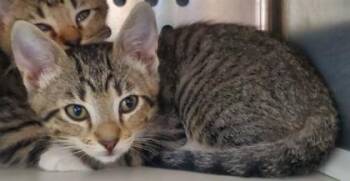 Magic -  Domestic Short Hair Cat for Adoption in Kansas City, Missouri - Magic | PetCurious