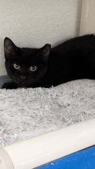 Robert -  Domestic Short Hair Cat for Adoption in Evansville, Indiana - Robert | PetCurious