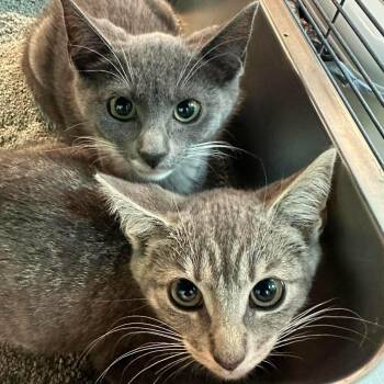 Valerie (F), Vance (M), & Vivian (F, calico) -  Domestic Short Hair Cat for Adoption in Bellmawr, New Jersey - Valerie (F), Vance (M), & Vivian (F, Calico) | PetCurious