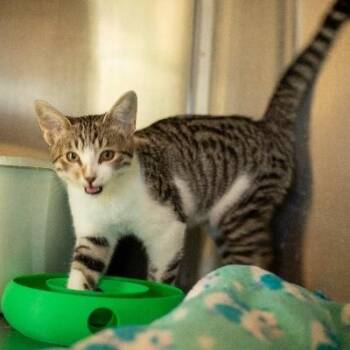 CAYLEA -  Domestic Short Hair Cat for Adoption in Seymour, Indiana - CAYLEA | PetCurious