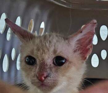 Dusty -  Domestic Short Hair Cat for Adoption in Mobile, Alabama - Dusty | PetCurious