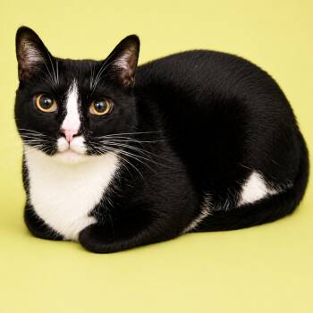 Domestic Short Hair Cats Available for Adoption in Concord, North Carolina - Tonka | PetCurious