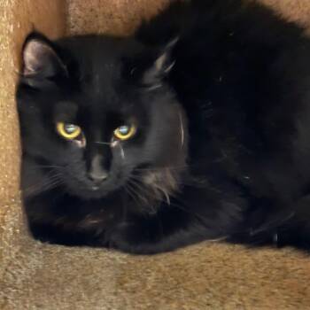 Pepino -  Domestic Short Hair Cat for Adoption in Philadelphia, Pennsylvania - Pepino | PetCurious