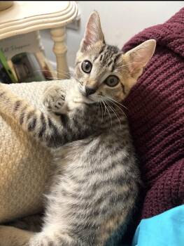 Peter ( cottontail) -  Domestic Short Hair Cat for Adoption in Kannapolis, North Carolina - Peter ( Cottontail) | PetCurious