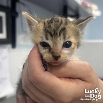 Domestic Short Hair Cats Available for Adoption in Washington, District Of Columbia - Harlow | PetCurious