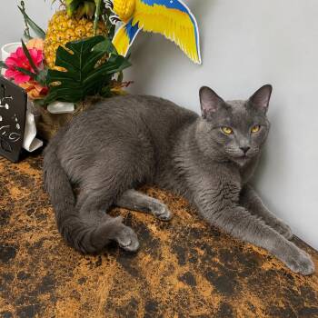 Grey -  Domestic Short Hair and Russian Blue Cat for Adoption in Stamford, Connecticut - Grey | PetCurious