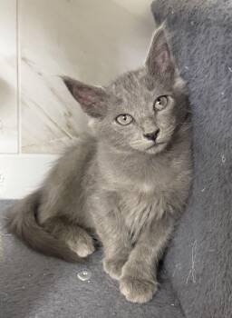 Pawdre (your fluffy comPAWDRE) -  Domestic Long Hair and Russian Blue Cat for Adoption in Houston, Texas - Pawdre (your Fluffy ComPAWDRE) | PetCurious
