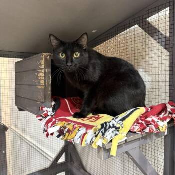 Domestic Short Hair Cats Available for Adoption in Pinellas Park, Florida - Roquefort | PetCurious