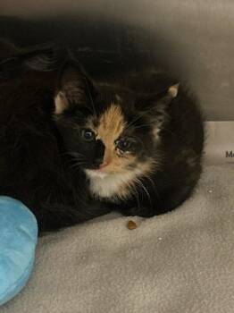 2026-05-146Deverie -  Domestic Short Hair Cat for Adoption in Winder, Georgia - 2026-05-146Deverie | PetCurious