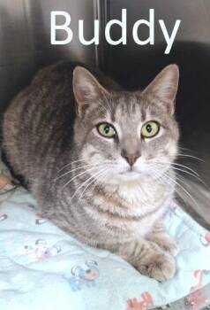 Tabby and Domestic Short Hair Cats Available for Adoption - Buddy | PetCurious