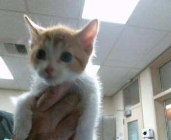SHAUN -  Domestic Short Hair Cat Available for Adoption in Sacramento, California - SHAUN | PetCurious