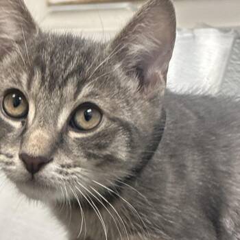 Masbath (black collar) -  Domestic Short Hair Cat for Adoption in Philadelphia, Pennsylvania - Masbath (black Collar) | PetCurious